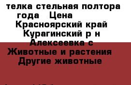 телка стельная полтора года › Цена ­ 30 000 - Красноярский край, Курагинский р-н, Алексеевка с. Животные и растения » Другие животные   